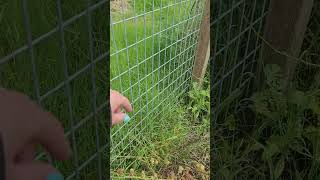 Gardening Tips. How to successfully plant Bacon Seeds. Update