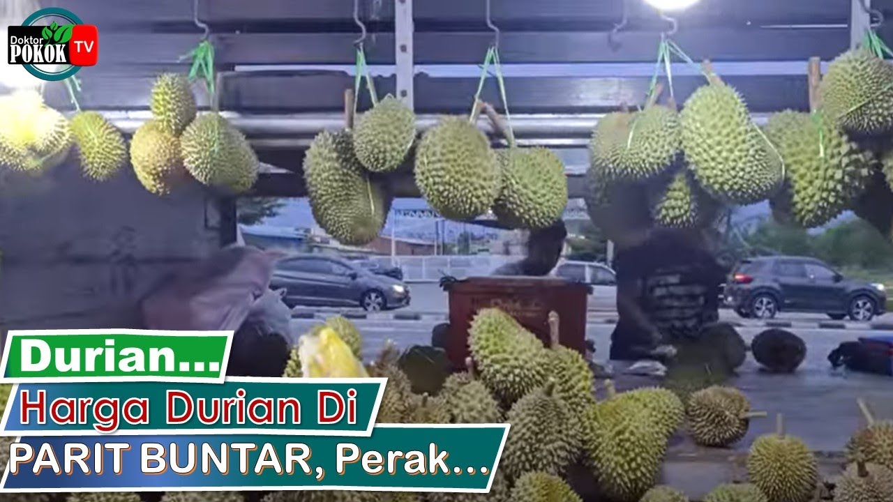 [ Durian ] Harga DURIAN Di Parit Buntar, Perak Kampung, HOLO, D14, Kawin, Tembaga, MUSANG King