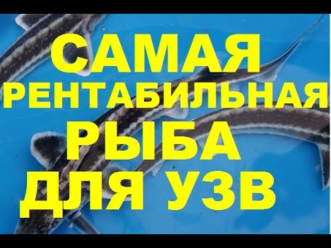 САМАЯ РЕНТАБИЛЬНАЯ РЫБА ДЛЯ УЗВ (МОЙ ОПЫТ)