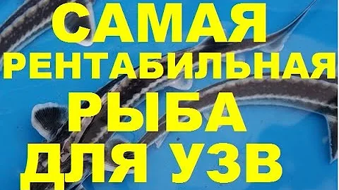 САМАЯ РЕНТАБИЛЬНАЯ РЫБА ДЛЯ УЗВ (МОЙ ОПЫТ)