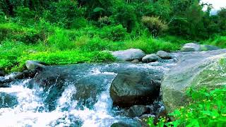Forest Stream Sounds to Reduce Anxiety far from Noise – Clear Your Mind