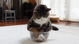 回り小さい透明ボウルにどうしても収まりたいねこ。Maru wants to fit in the one size smaller transparent bowl.