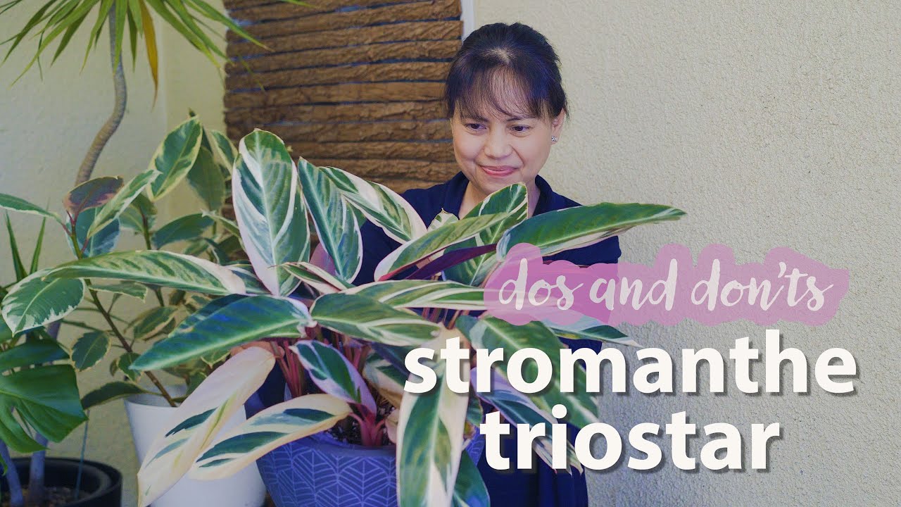 Строманта Триостар: правила ухода за растением | Строманта Сангвинея Триостар #комнатноерастение