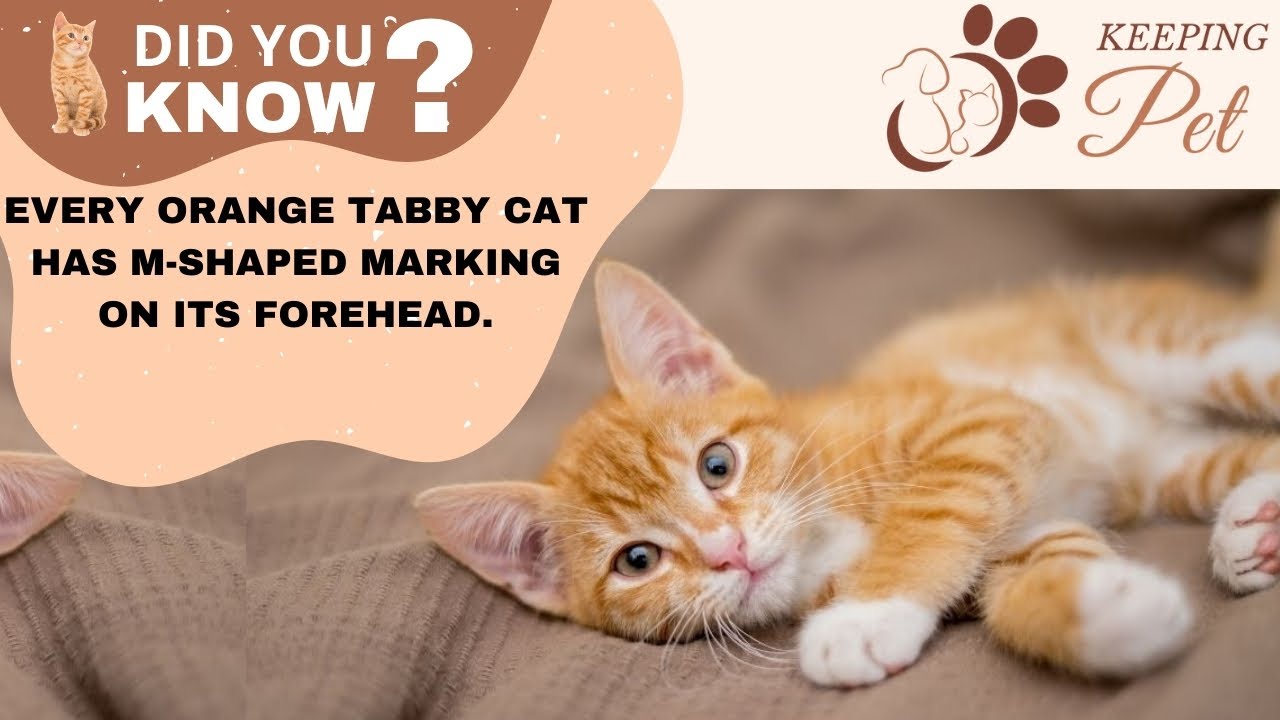 12 Amazing Facts About Orange Tabby Cats | Fun Facts About Orange Tabby ...