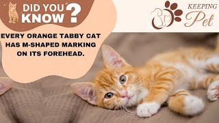 12 Amazing Facts About Orange Tabby Cats | Fun Facts About Orange Tabby Cats - Orange Tabby Cat 12 Amazing Facts About Orange Tabby Cats | Fun Facts About Orange Tabby Cats - Orange Tabby Cat