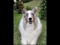 shetland sheepdog / pastor shetland