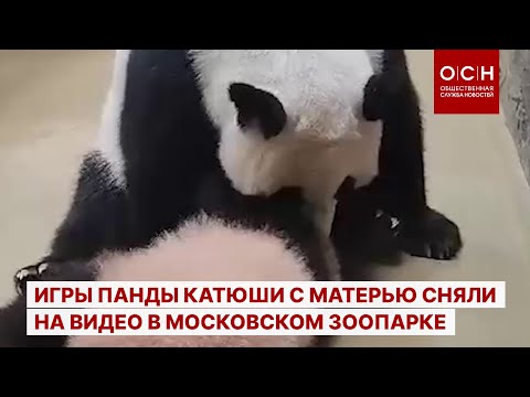 Игры панды Катюши с матерью сняли на видео в Московском зоопарке