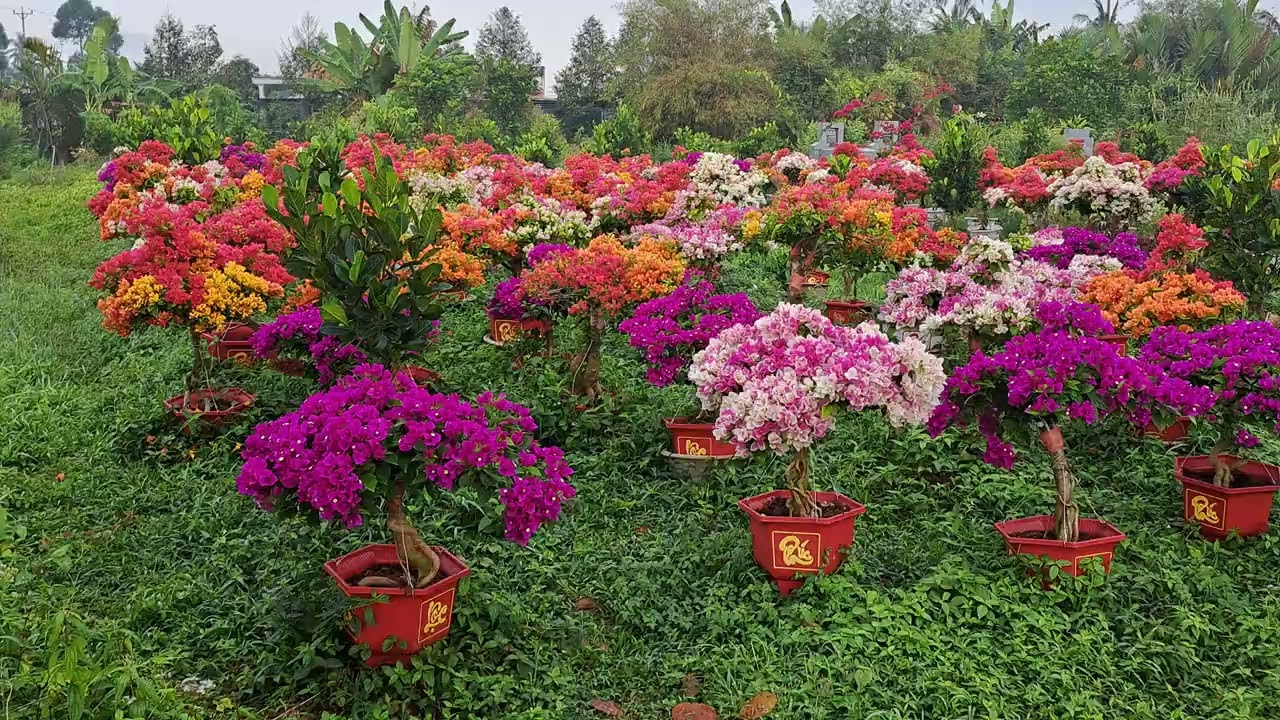 Hoa giấy chơi Tết Bính Ngọ 2026