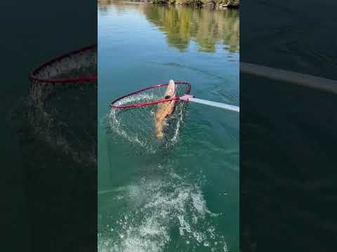 Game Over on the Sac River