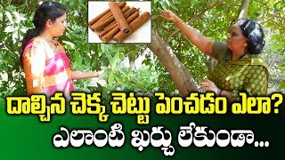 Dalchina Chekka (Cinnamon) Cultivation || High Profit Farming || SumanTV Rythu