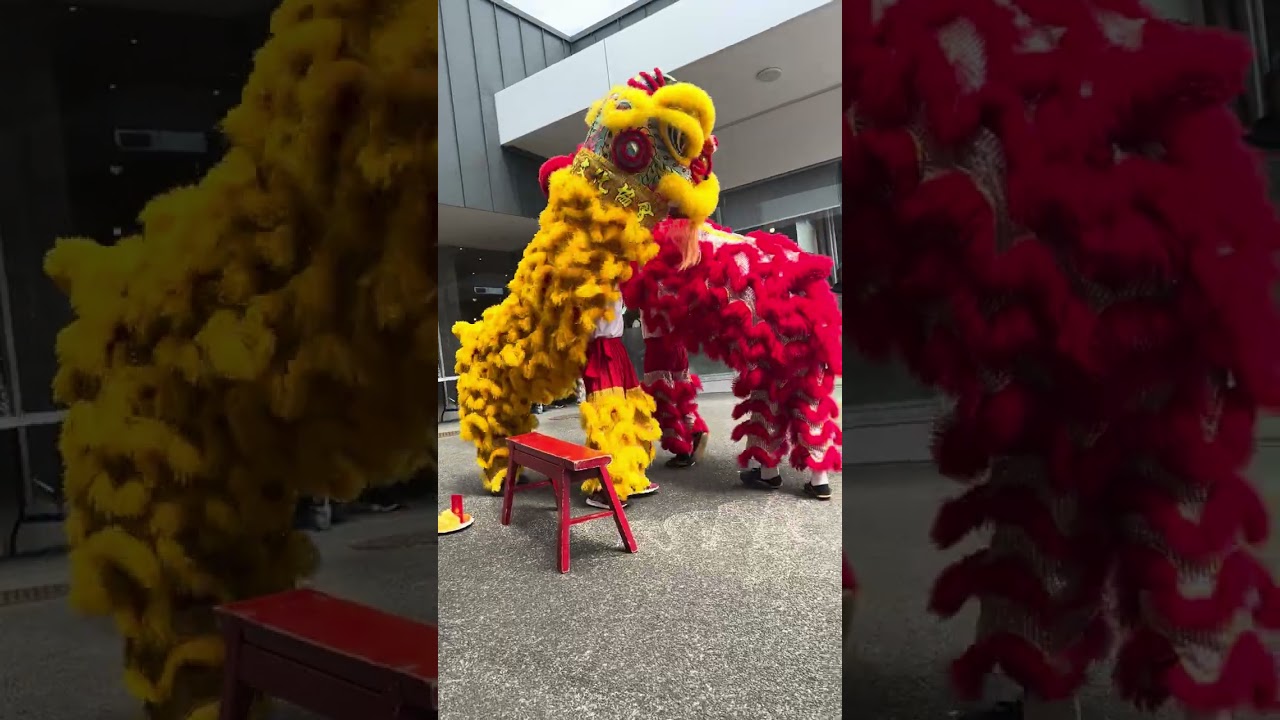 Lion Dance at Auckland (Lunar New Year 2026)