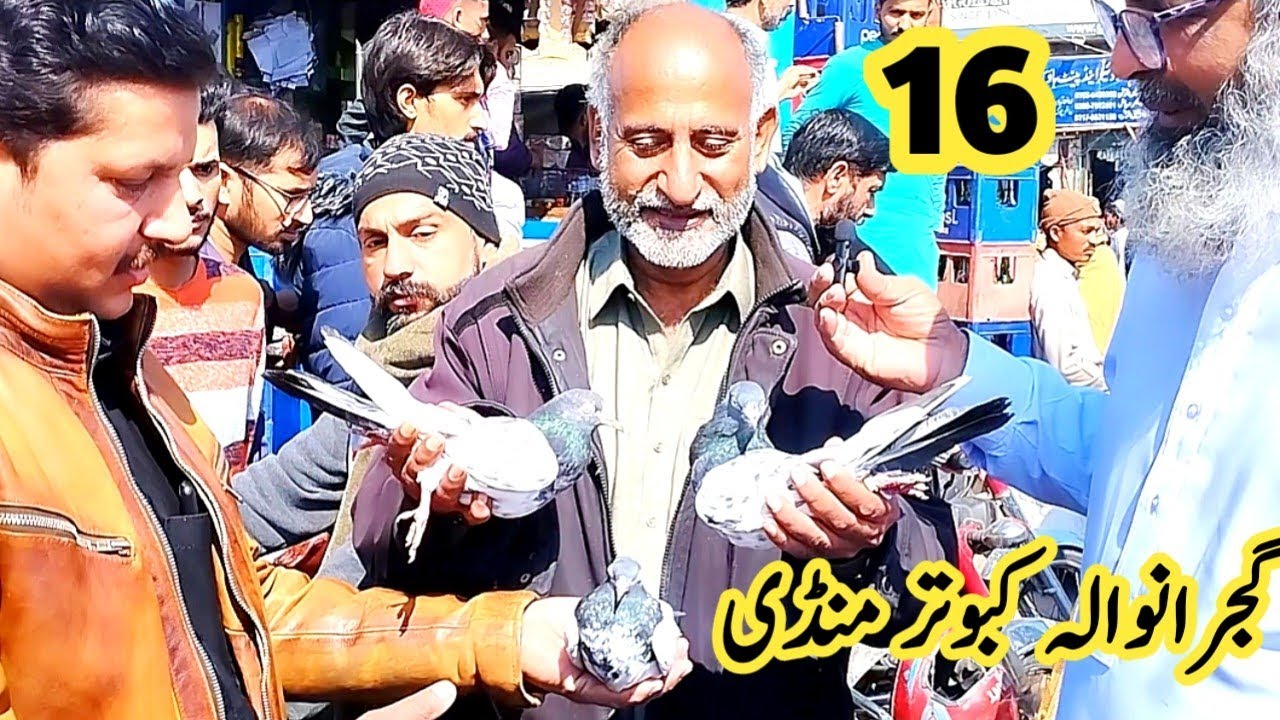 16) Gujranwala Kabotar mandi 2024 || کبوتر منڈی || Gujranwala Birds Market
