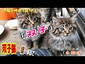 【protect the cat】双子の赤ちゃん猫！多排卵動物なのに一卵性なのかも？😱 どちらにしても可愛いの一言ですがｗ　通いネコ 「しまちゃん」#77