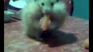Ytube (032808_22241.3g2)