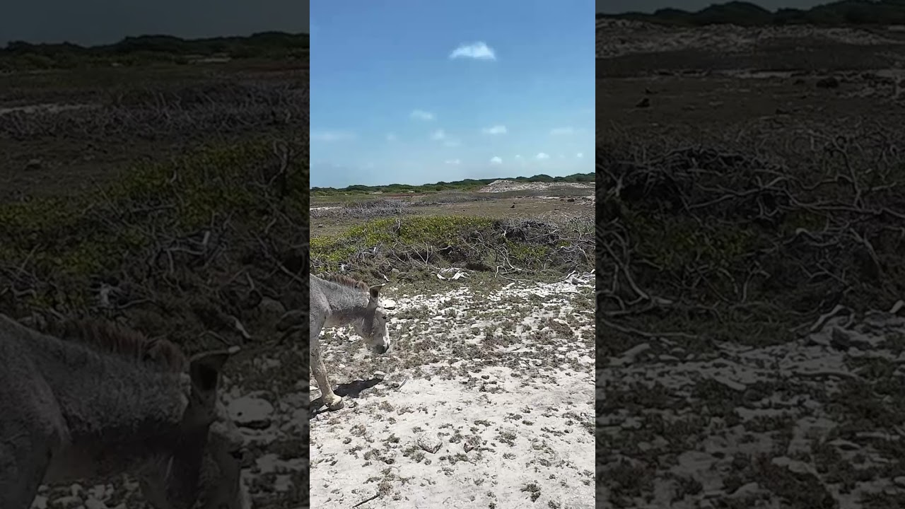 Episode 56   Bonaire short 4