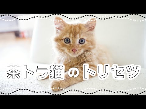 安定の人気猫！茶トラ猫・茶白猫の特徴｜毛色で分かる猫の性格