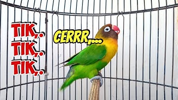 Lovebird Gacor NGEKEK PANJANG, TIK TIK TIK NGETIK TAJAM Bikin Lovebirdmu Langsung NYAUT