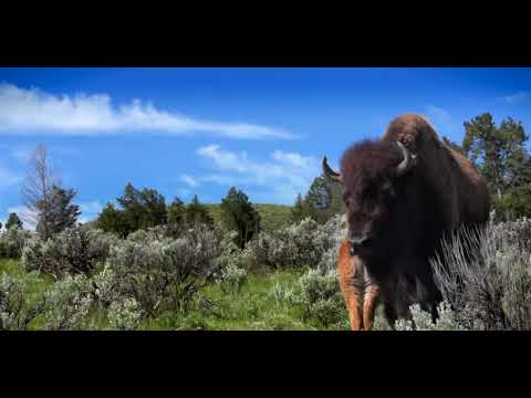 Yellowstone National Park Vacation Travel Guide | Bookmytournow - YouTube