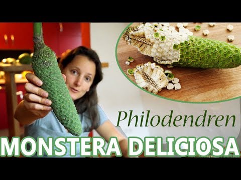 philodendron squamiferum Philodendron squamiferum main image 0