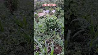 cultivo de maiz #shorts #maizen #milpa #campo