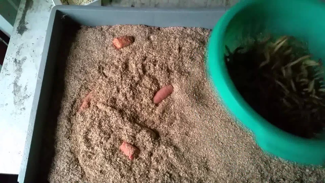 Cleaning super worms (moriowormen) YouTube