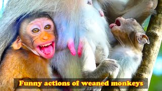 Famous So funny! Monkey weaning. Monkeys display odd and humorous behavior when weaned Wealth