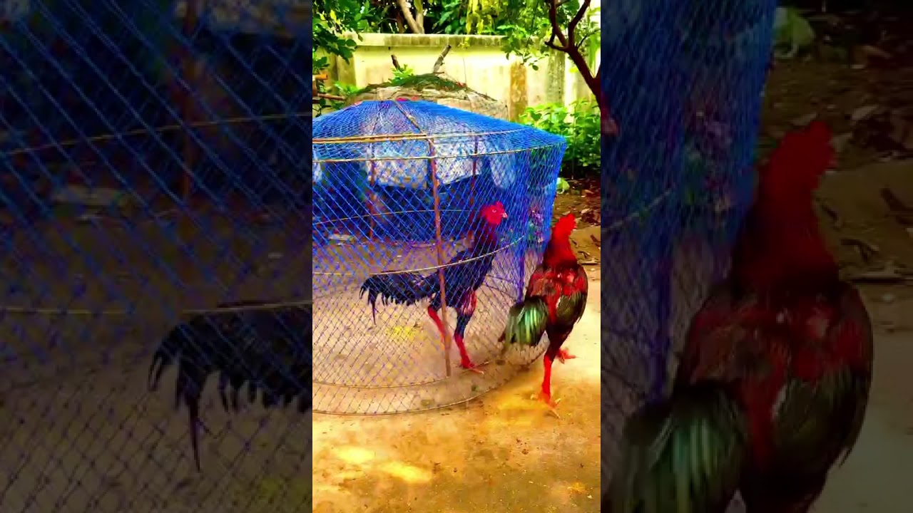 เจ้าสะแกเมอร์คอลเซ็นเตอร์ ออกกำลังกายทุกเช้าเย็นเพื่อความแข็งแกร่งครับผม