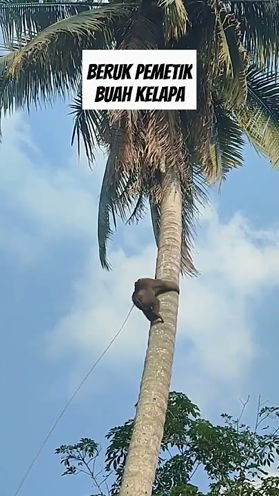 BERUK PEMANJAT DAN PEMETIK BUAH KELAPA