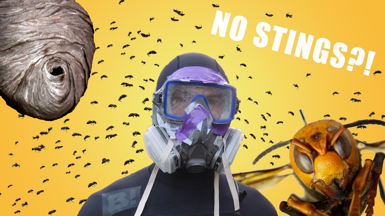 HOW TO SURVIVE 5,000 WASP STINGS ( BARE HAND NEST REMOVAL) - YouTube