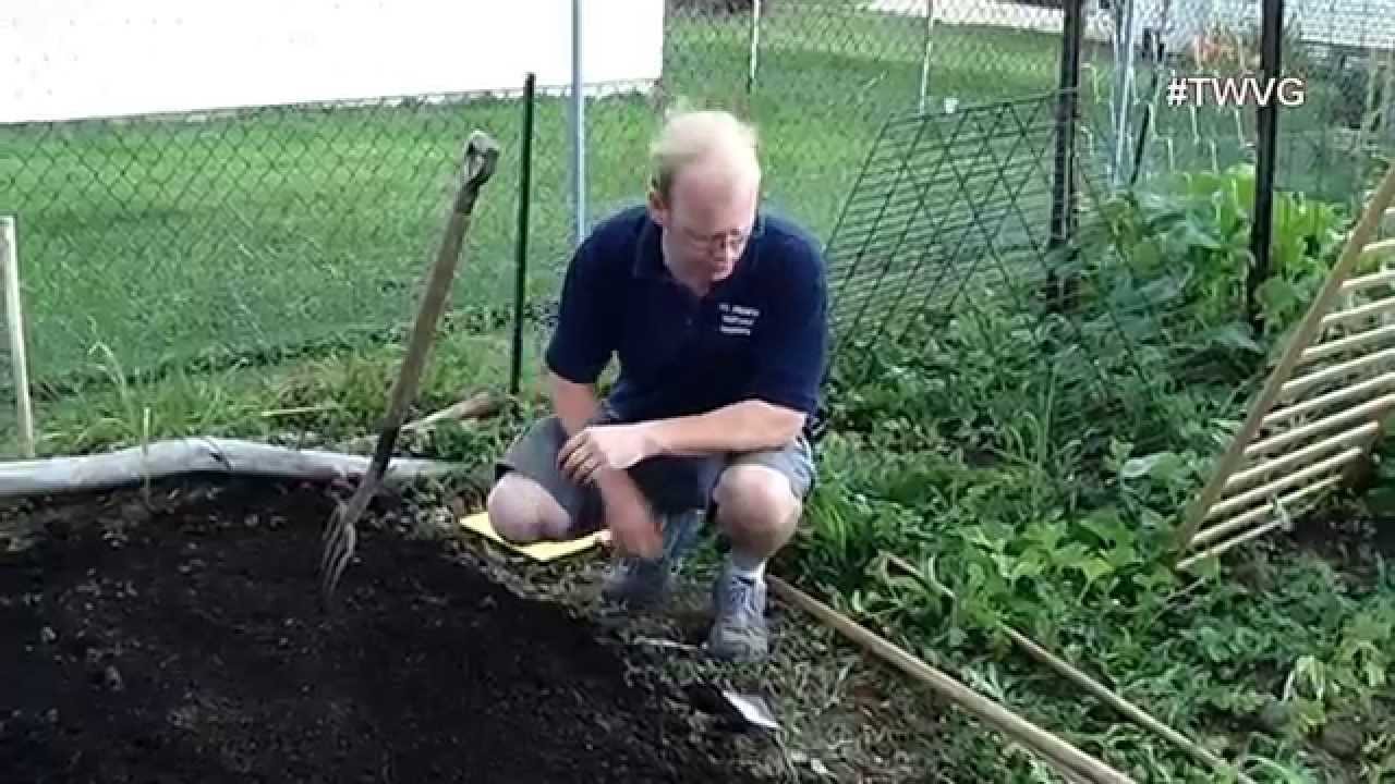 Growing Rutabaga Greens Diy