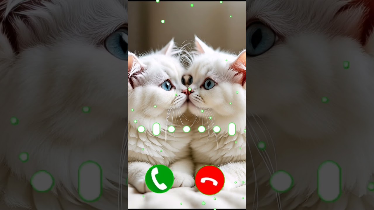 cute cat calling 