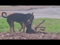 Stray dogs playing at roadside shortvideo shorts video @margaretchiew