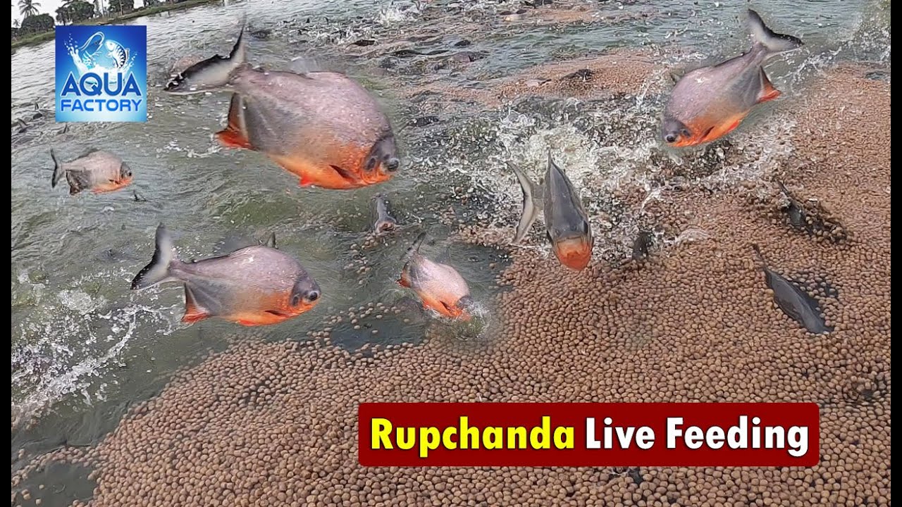 Rupchanda Fish Live Feeding Floating Pellets Fish Farming in Andhra