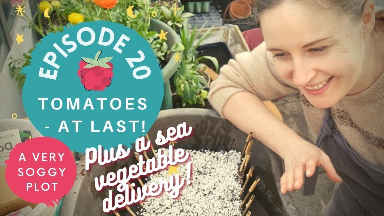 Ep20 Sowing tomatoes in the rain Sea vegetable delivery Soggy plot