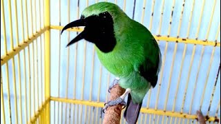 Burung Cucak Ijo Full Isian Rasa Kacer