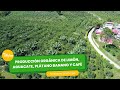 Producción orgánica de limón, aguacate, plátano, banano y café - por Juan Gonzalo Angel Restrepo