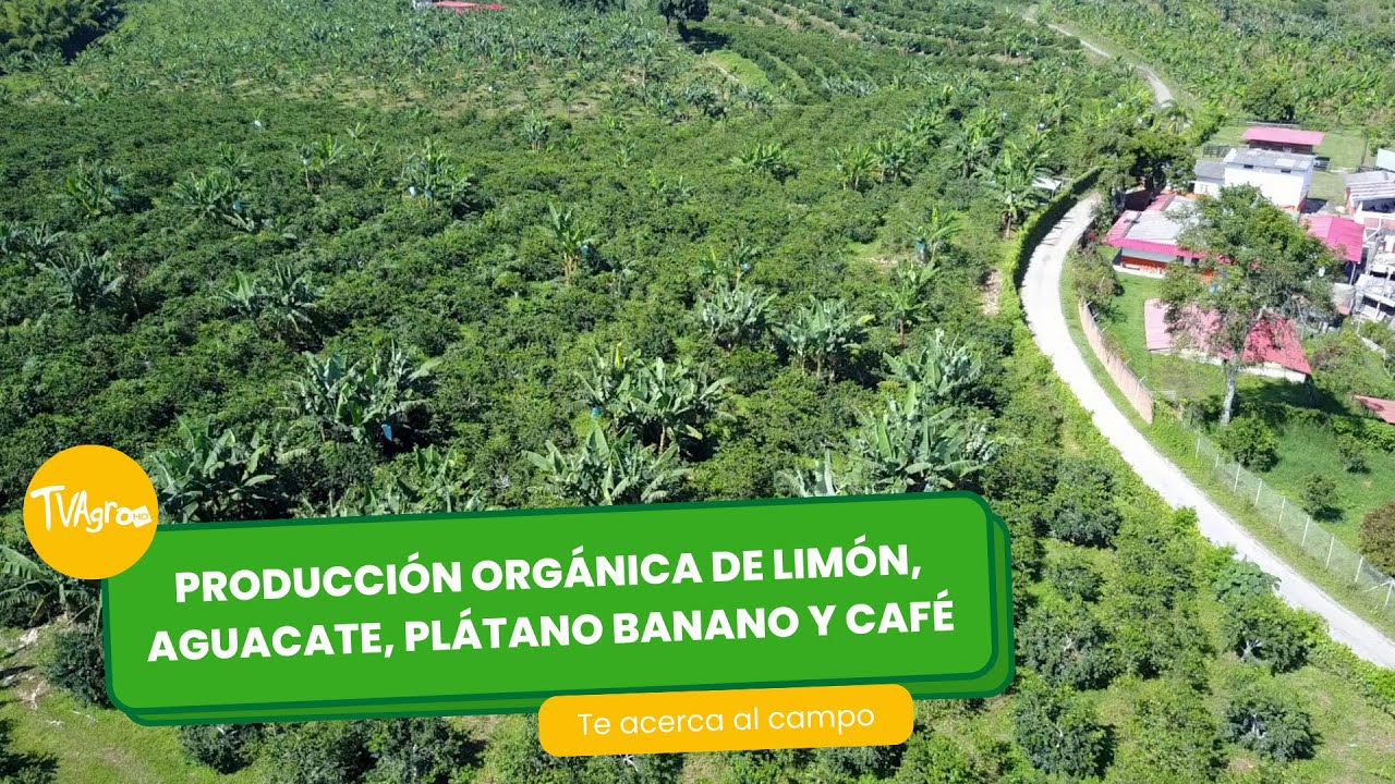 Producción orgánica de limón, aguacate, plátano, banano y café - por Juan Gonzalo Angel Restrepo