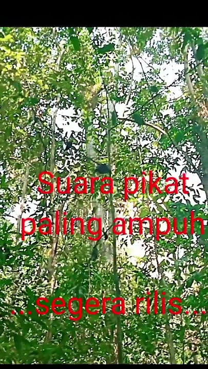 suara pikat terampuh-hobipetualangtv
