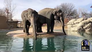 Denver Zoo Asian elephants Jake and Chuck explore Toyota Elephant Passage January 2019