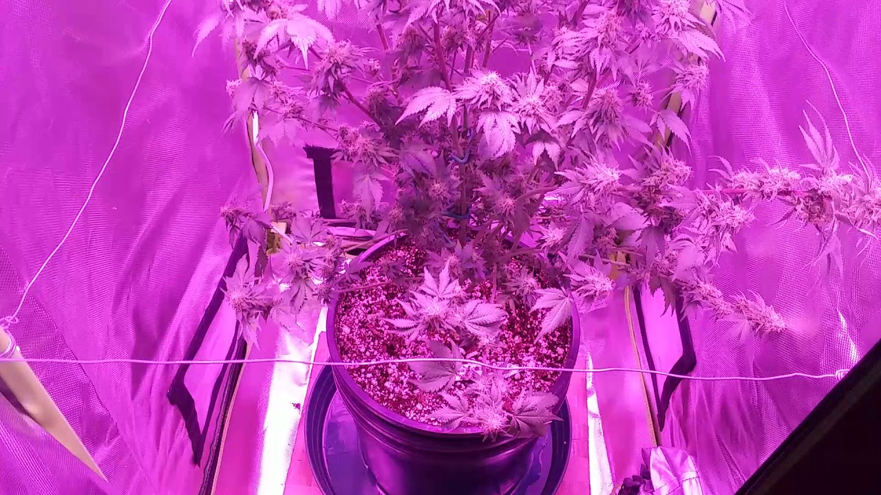 2x2x4.5 chop video!, stay tuned for resetting the 2x2!