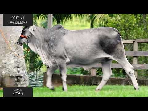 LOTE 18: ACOS 4_Acos Afrodite