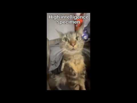 High Intelligence Specimen