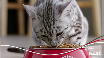 Mars builds on long-term U.S. investment with the opening of $450M Royal Canin facility in Ohio