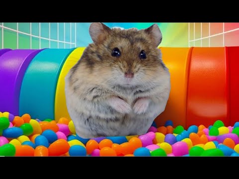 Препятствия для хомяка Хомки🐹 - YouTube