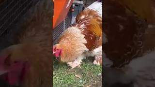 Buff Laced Brahma Male