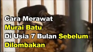 Cara Merawat Murai Batu Di Usia 7 Bulan Sebelum Dilombakan