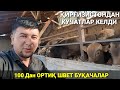 ҚИРҒИЗИСТОНДАН КУЧАТ ХАМДА БОҚМА БУҚАЛАР КЕЛДИ