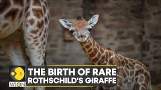 WION Climate Tracker| UK: Chester zoo cameras capture rare giraffe birth screenshot 4