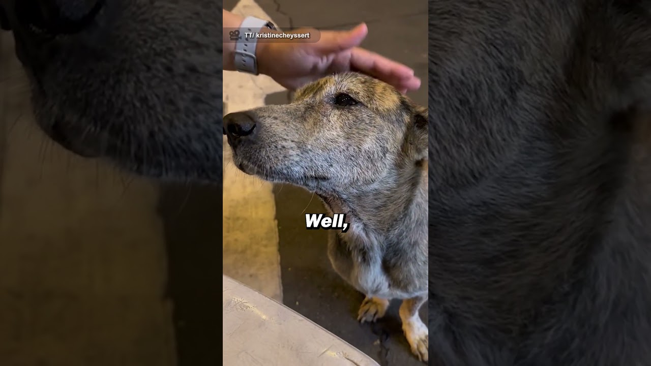 Do You Remember This Crying Stay Dog? 🥺❤️