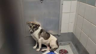 acs A687699